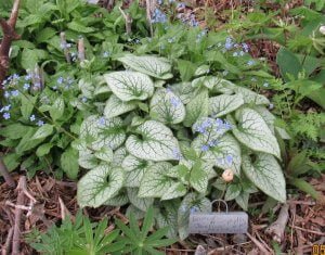 Siberian Bugloss