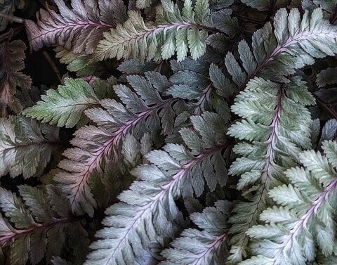 Japanese Painted Fern