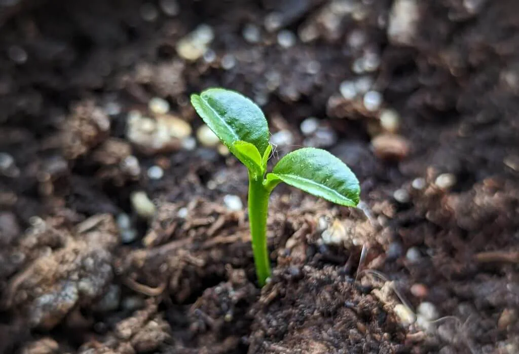 Soil Amendments