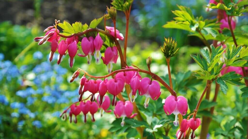 Bleeding Heart