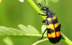 Blister Beetle