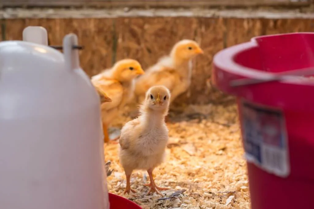 Homesteading