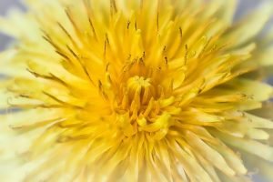 Dandelion Flower