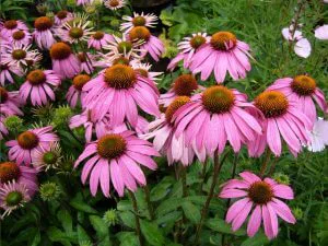 Echinacea flower