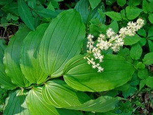 False Solomon's Seal