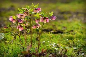 Hellebore