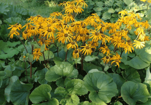 Ligularia