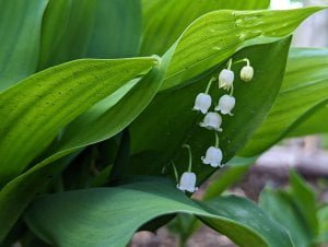 Lily of the Valley