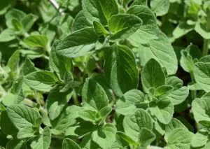 Oregano