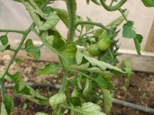 Overwatered Tomatoes