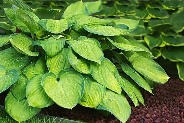 Shade Gardening - Hosta