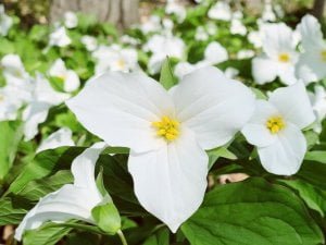 White Trillium