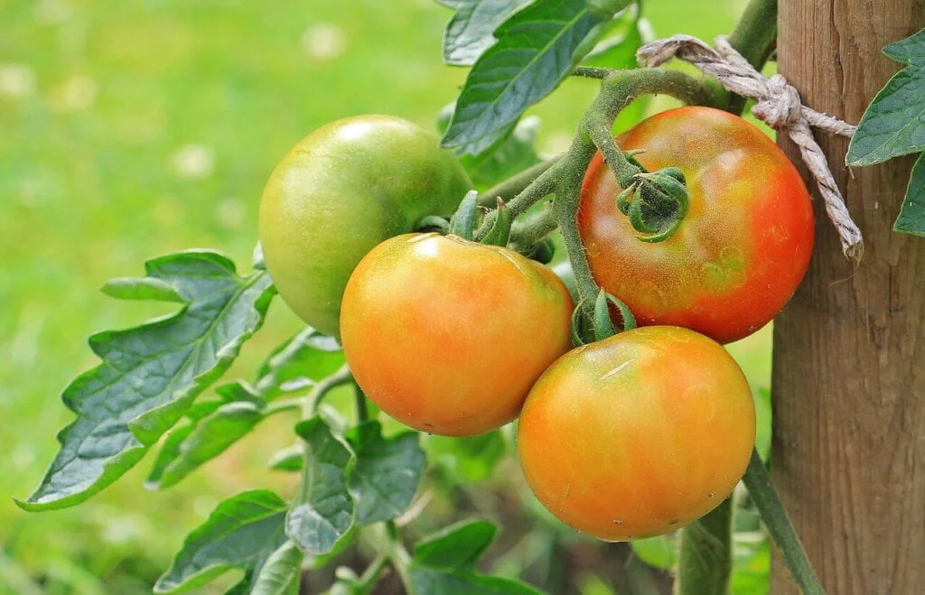 Tomatoes