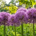 Alliums