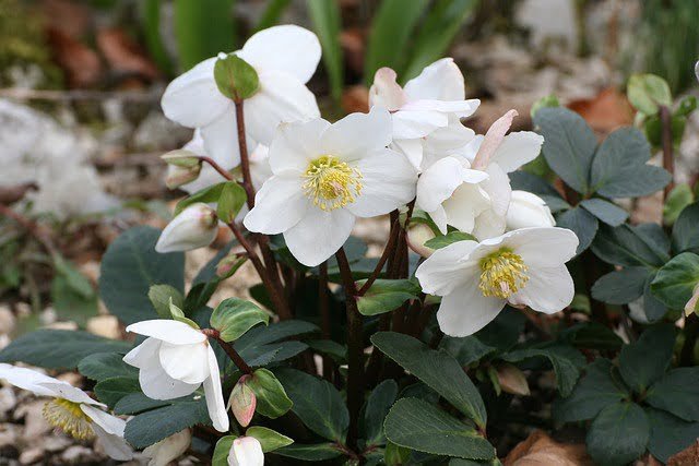 Hellebores