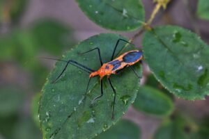 Assassin bug