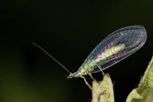 Lacewing is a beneficial bug