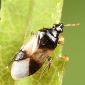 Pirate Bug (Orius insidiosus)