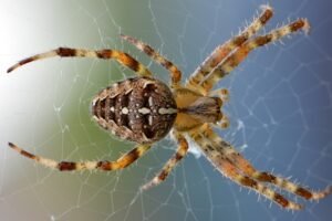 Spiders are beneficial bugs for plants