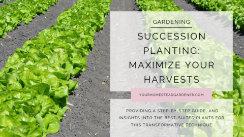 Succession Planting