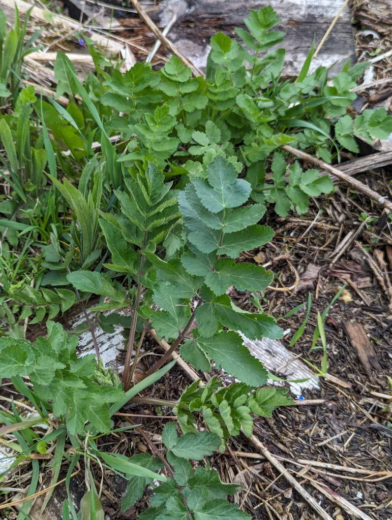 Poison Parsnip Plant