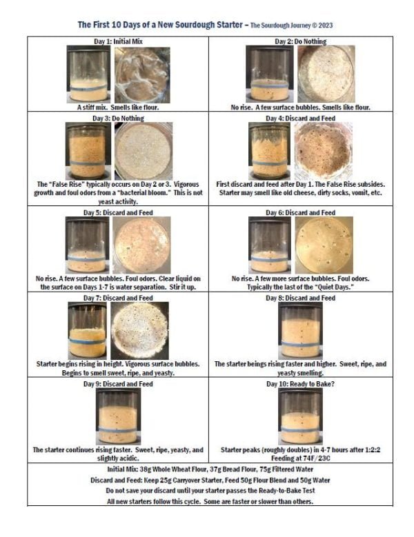 The Great Sourdough Journey My Process A Story for Beginners