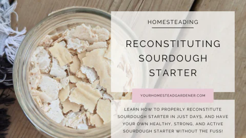How To Reconstitute Sourdough Starter