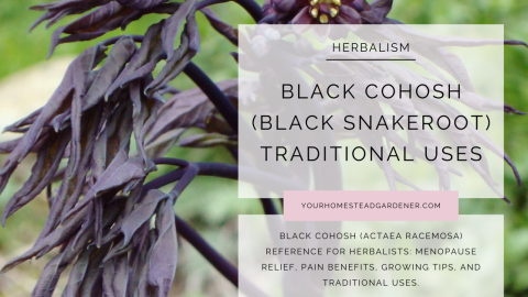 Black Cohosh Uses