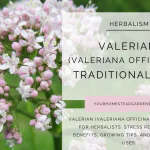 Valerian