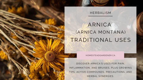 Arnica Flower Traditional Uses