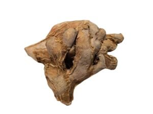 Ginger Root (Whole)