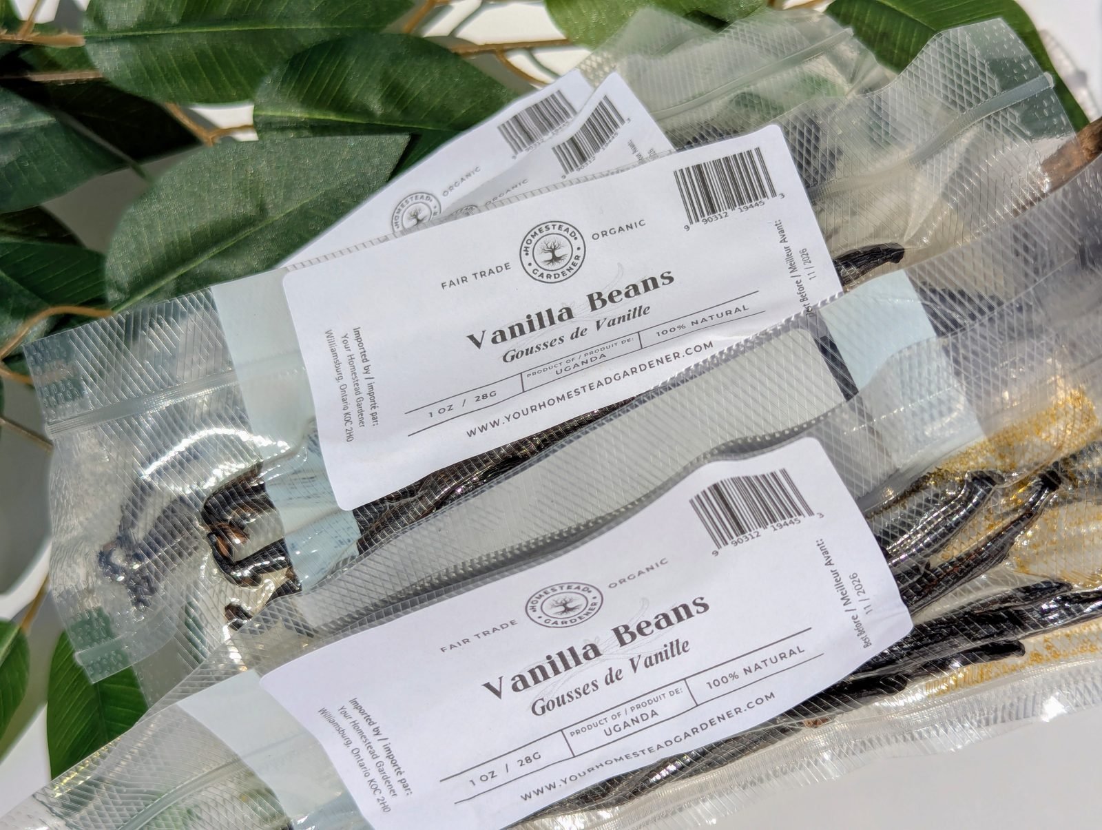 Premium Vanilla Beans - 1oz - Image 2