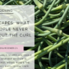 Garlic Scapes