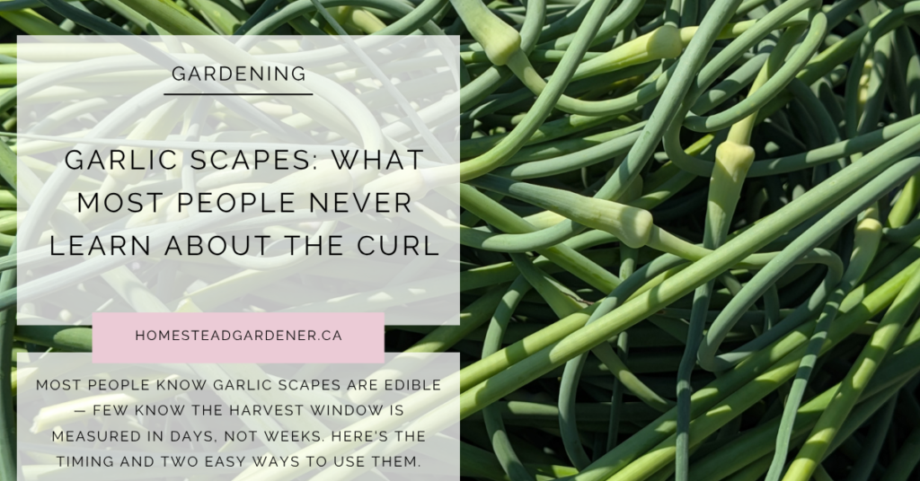 Garlic Scapes