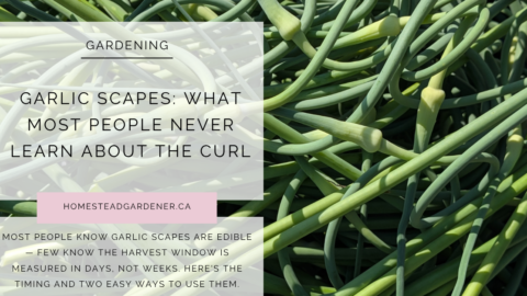 Garlic Scapes