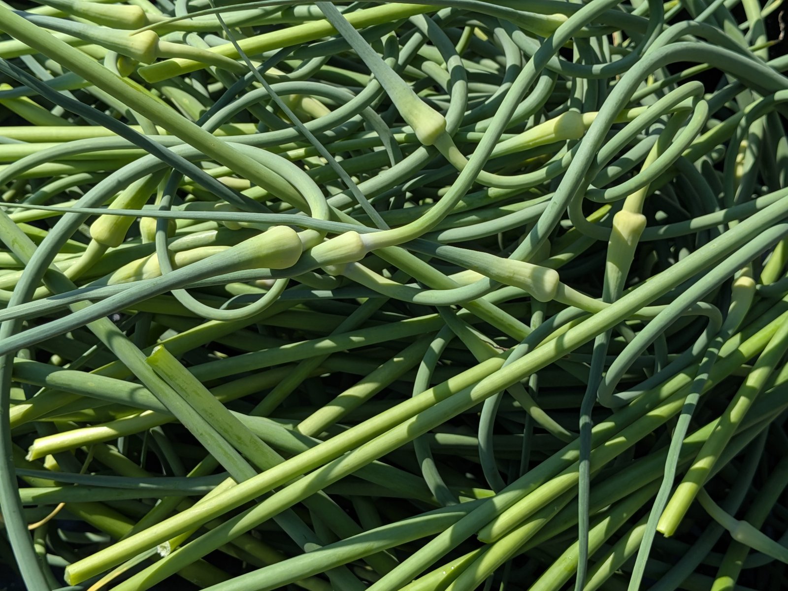 A tray full of freshly harvested garlic scapes, curls and buds visible