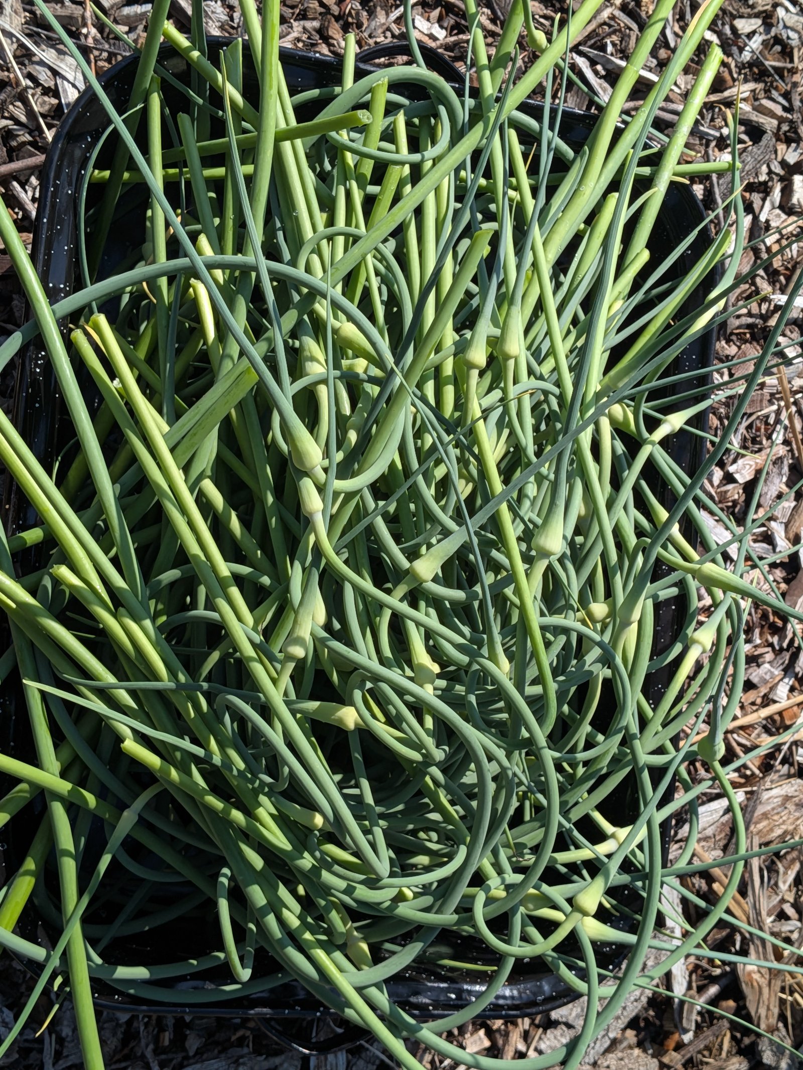 Close-up of a fresh garlic scape harvest showing the seed pod bulge partway up each stalk