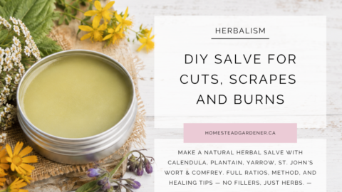 herbal salve recipe