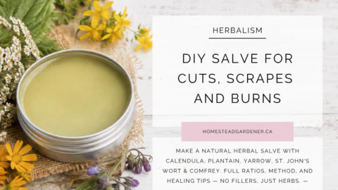 herbal salve recipe