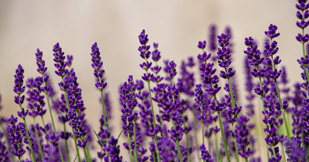 Lavender