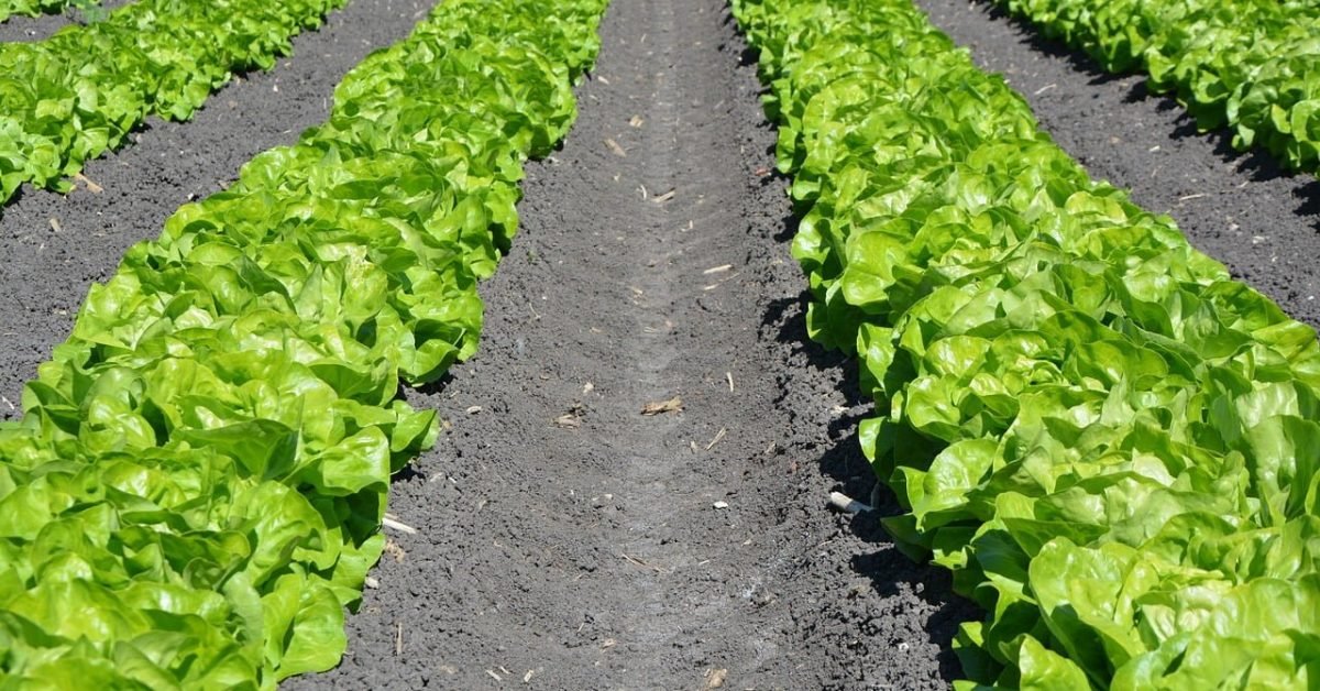 Succession Planting