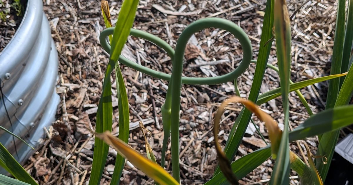 Garlic Scape Curled In the Garden